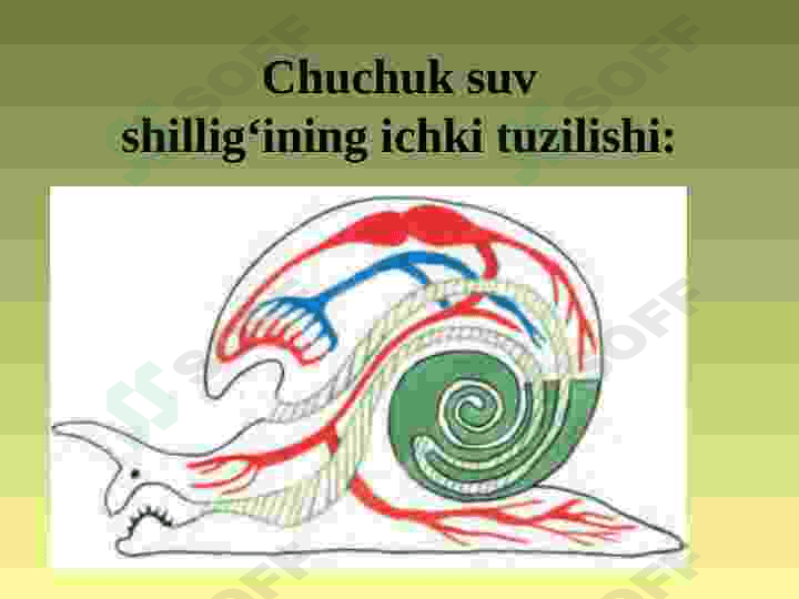 MOLLYUSKALAR TIPI 4