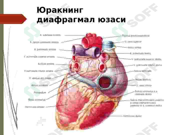 YURAKNI TEKSHIRISH USULLARI 4