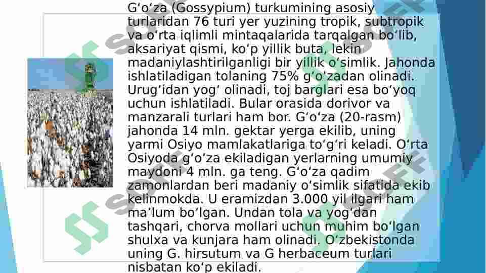 Gulxayridoshlar oilasi vakillarining tuzilishidagi o‘ziga xos xususiyatlar 4