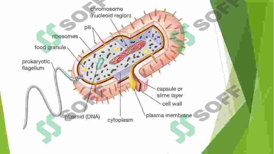 Sitoplazmaning harakati, Protoplazmaning qovushqoqligi va elastikligi 4