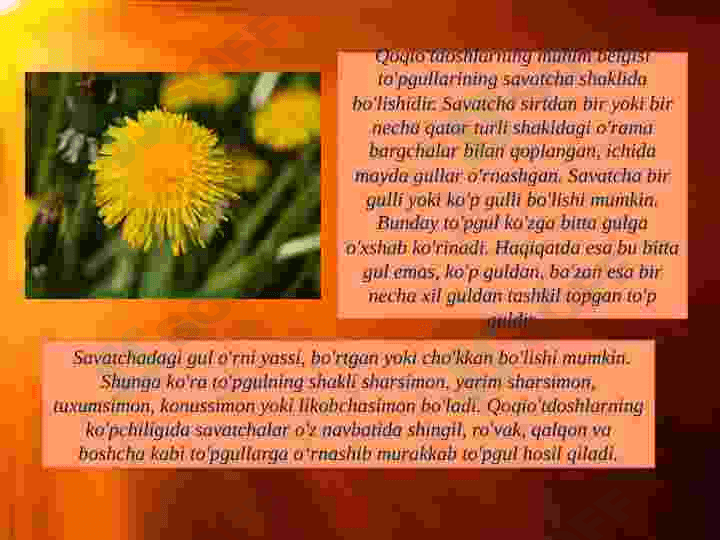 Qoqioʻtdoshlar kurs ishi slayd 4