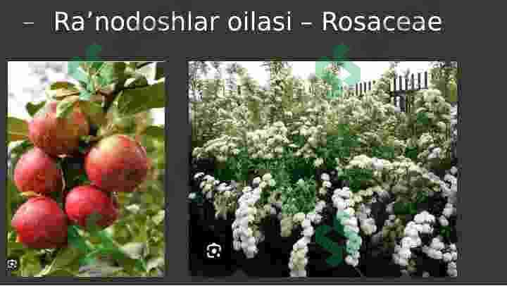 Raʼnonamolar(Rosales)qabilasi 4