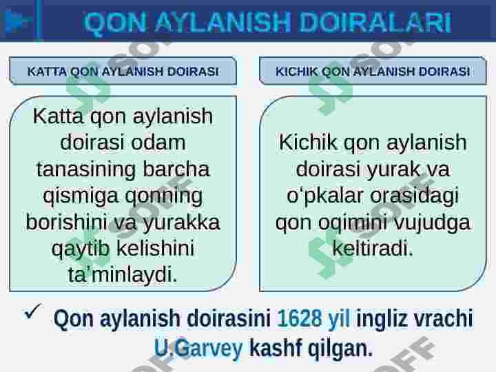KATTA QON AYLANISH DOIRASI 4