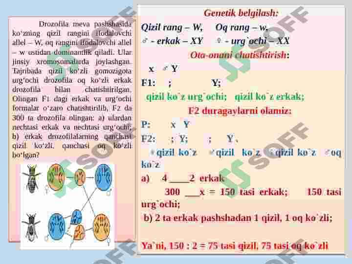 xromosoma mutatsiyalariga doir masalalar yechish 4