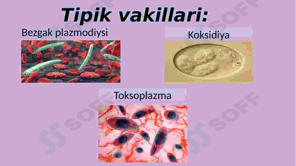 Sporalilar sinfi 4