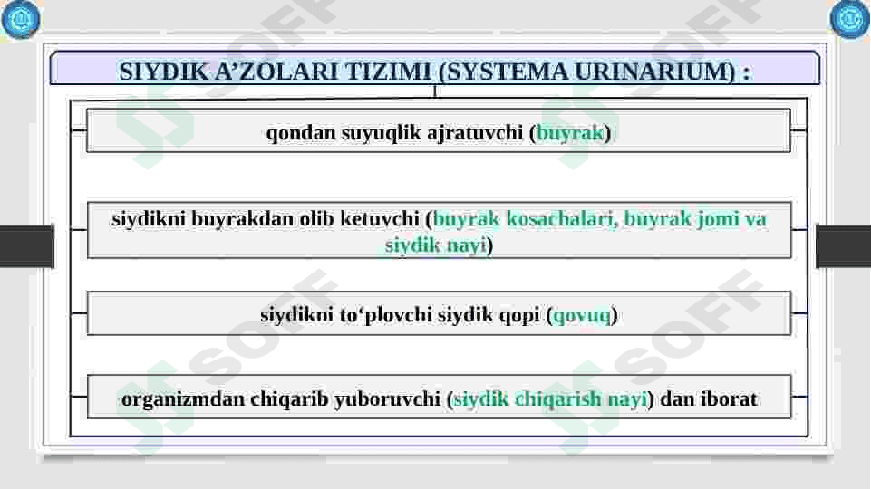 Buyrak. Ularning yoshga qarab o'zgarish. Siydik yo’li qovuq, siydik chiqarish kanali,       ularning yoshga qarab o'zgarishi. 4