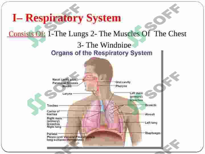 Active and passive speech organs presentation 4