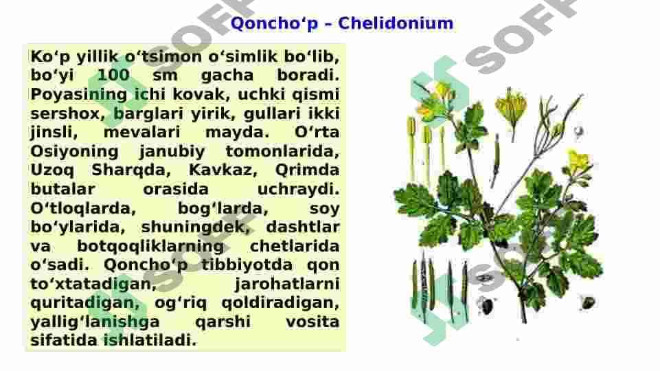 Ko‘knornamolar qabilasi - Papaverales 4