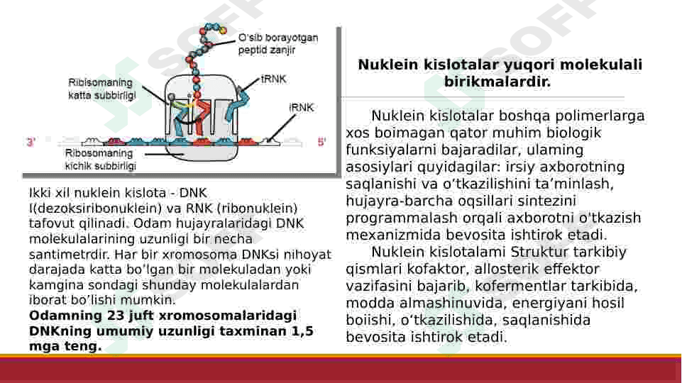 NUKLEIN KISLOTALAR.DNK VA RNK.OQSILLAR BIOSINTEZI 4