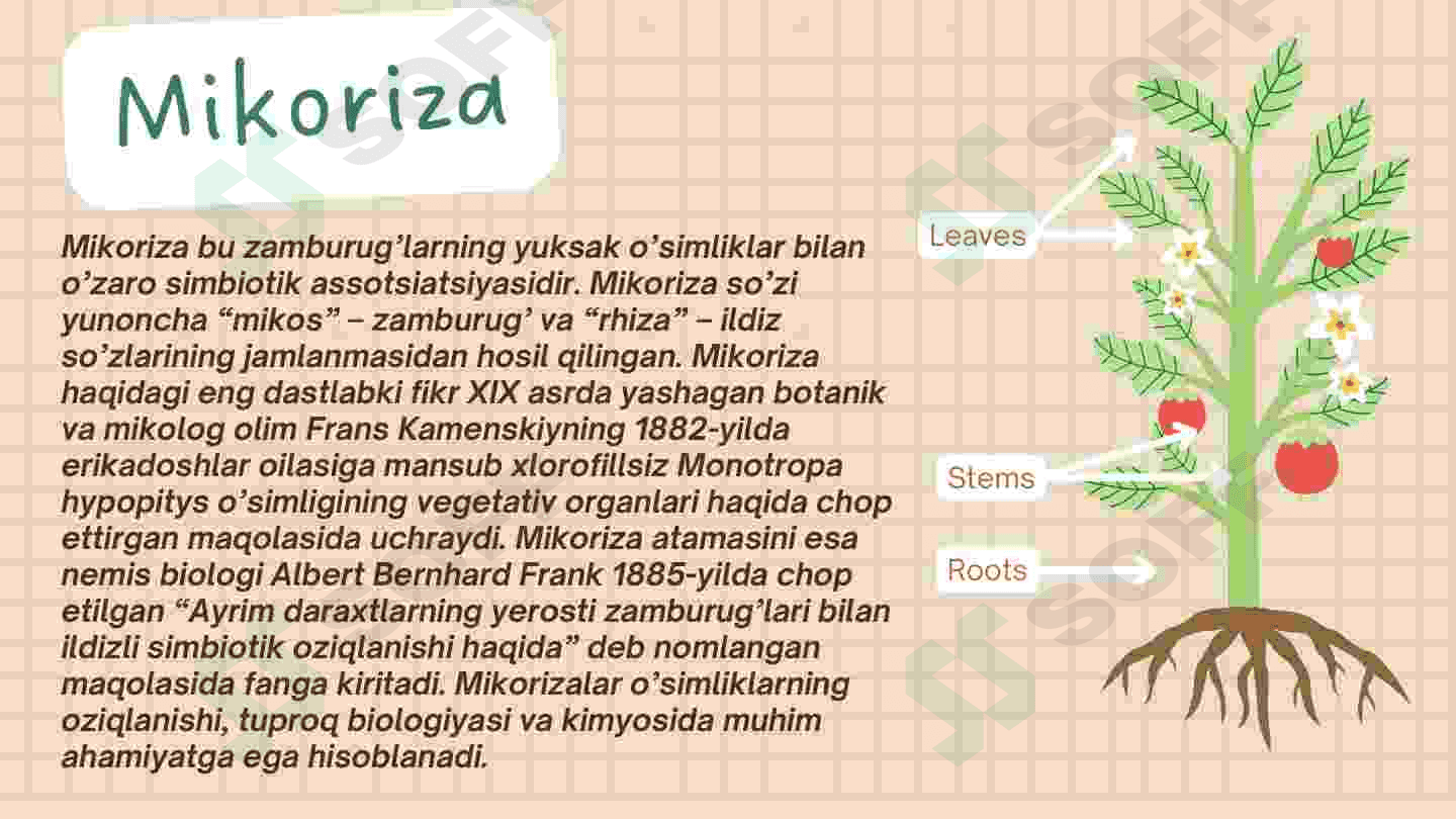 Mikoriza va Ildiz Metamorfoza 4