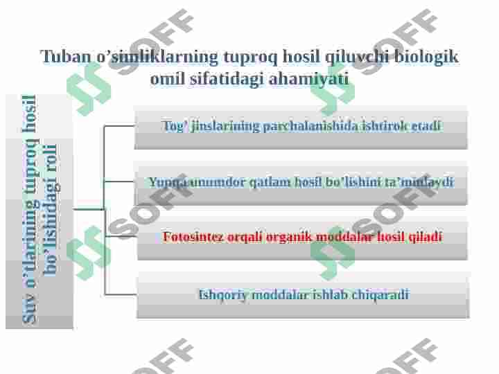 Tuproq hosil bo'lishida biologik omilning roli 5