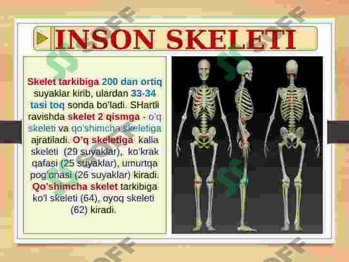 SKELET TIZIMI - FILOGENEZI VA BUZULISHLARI 5