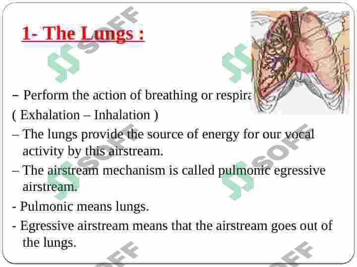Active and passive speech organs presentation 5