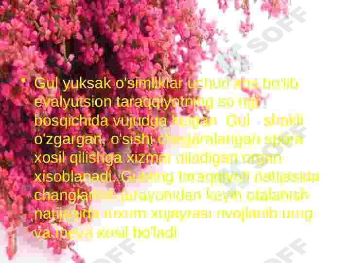 Gul va uning turlari 5