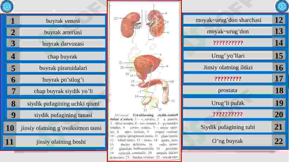 Buyrak. Ularning yoshga qarab o'zgarish. Siydik yo’li qovuq, siydik chiqarish kanali,       ularning yoshga qarab o'zgarishi. 5