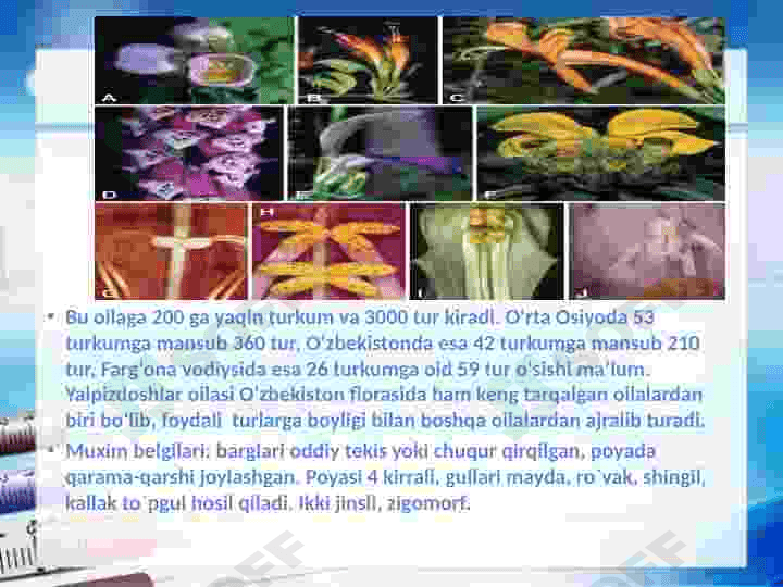 Yalpiznamolar qabilasi 5