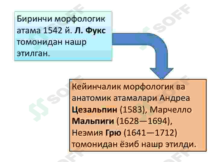 Oʻsimlik hujayrasining tuzilishi va rivojlanish bosqichlari 5