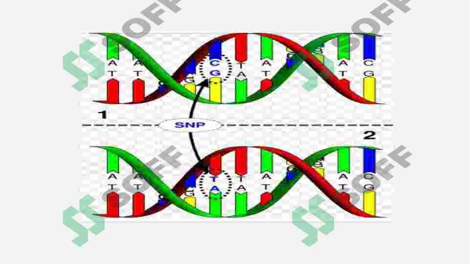 SNP SINGLE NUCLEOTIDE Polymorphism 5