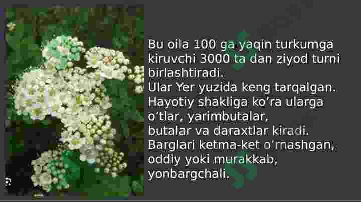 Raʼnonamolar(Rosales)qabilasi 5