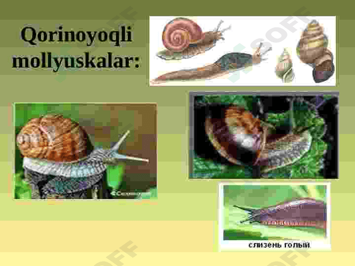 MOLLYUSKALAR TIPI 5