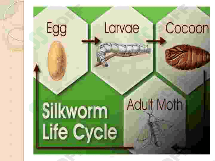 Tut ipak qurti biotexnologiyasi 5