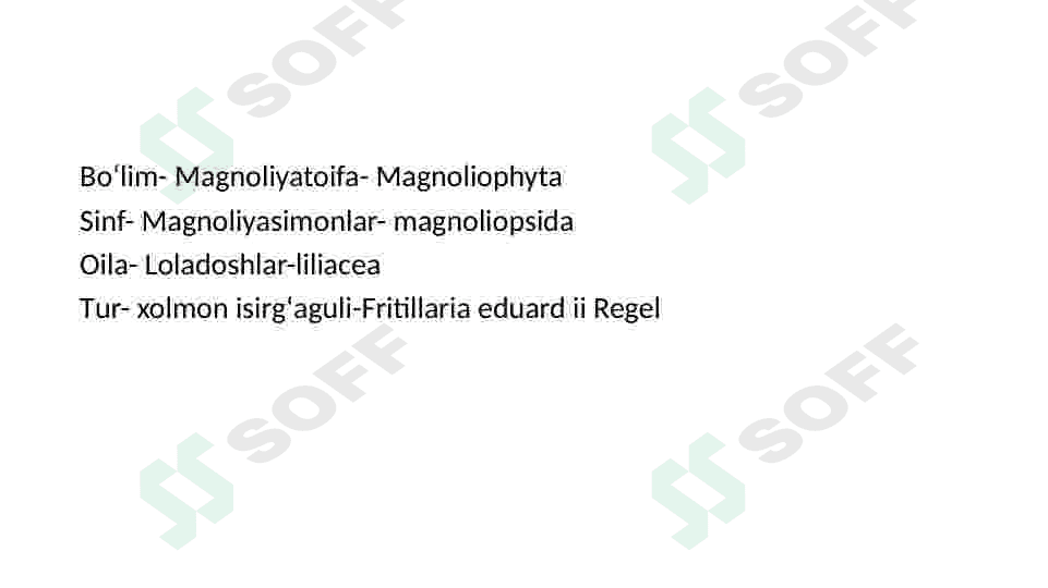 Loladoshlar oilasi 6