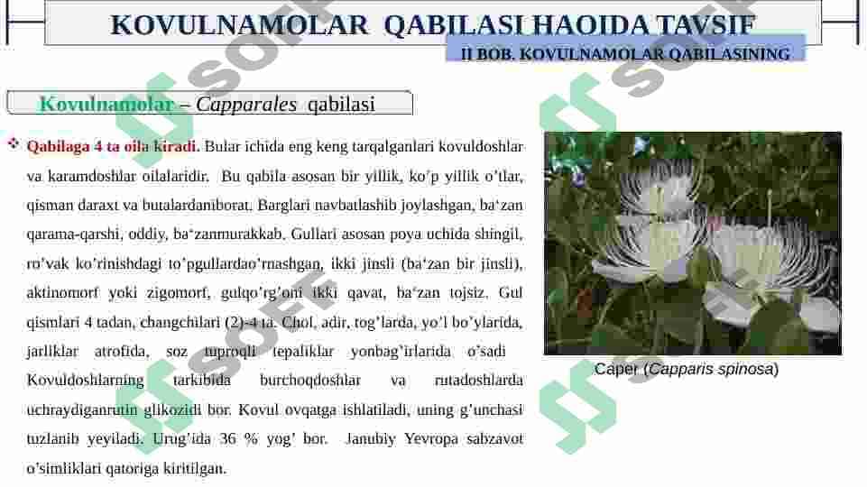 KOVULNAMOLAR QABILISI 6