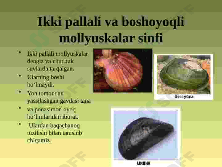 MOLLYUSKALAR TIPI 6