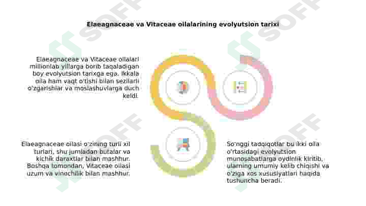 Jiydadoshlar(Elaeagnaceae) va Tokdoshlar (Vitaceae) oilalari 6
