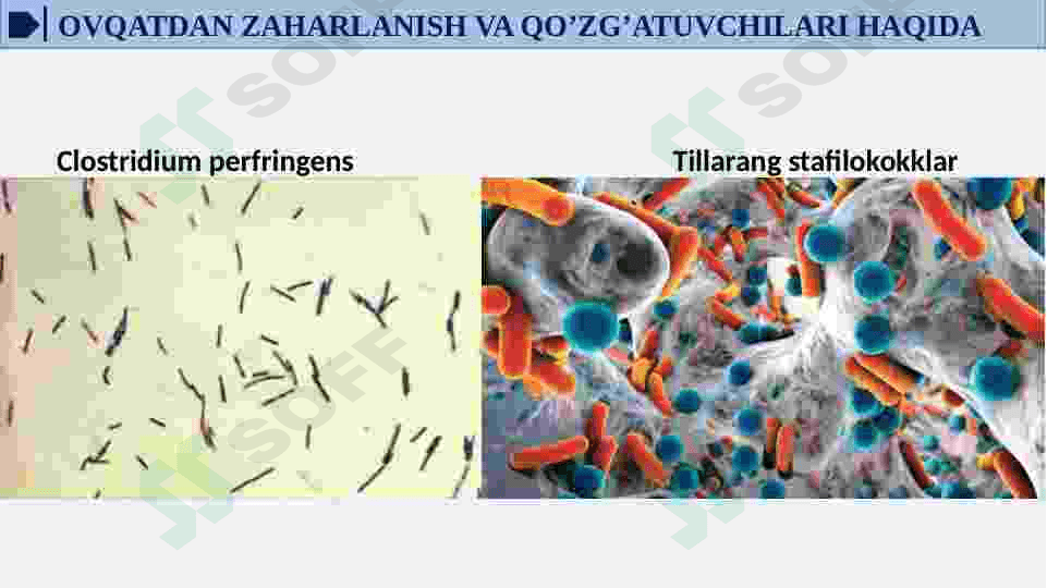OVQATDAN ZAHARLANISH YUQUMLI KASALLIK QO’ZG’ATUVCHILARI. SALMONELLEZ VA BOTULIZM KASALLIK QO’ZG’ATUVCHILARI LABARATOR TASHXISI. 6
