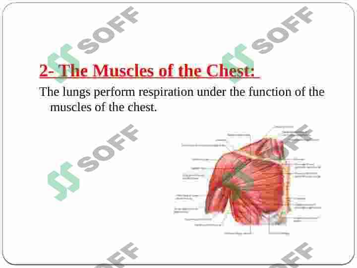 Active and passive speech organs presentation 6