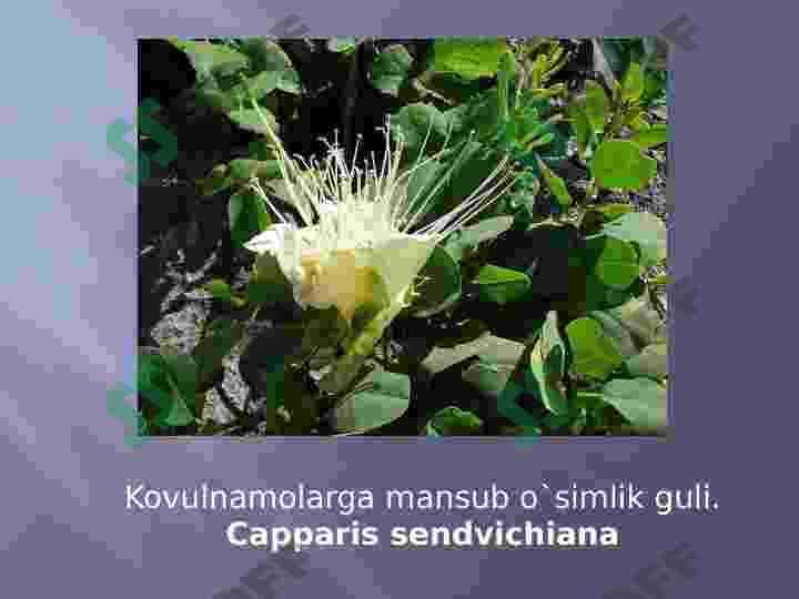 Kovulnomalar qabilasi 6