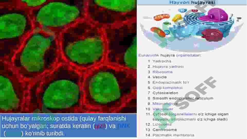 Oʻsimlik va hayvon hujayralarining oʻziga xos hususiyatlari 6