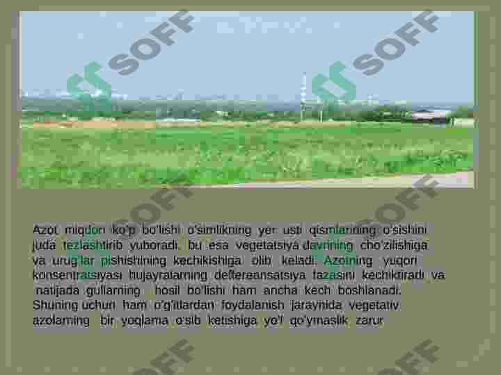 azotning o'simlik hayotida tutgan o'rni 6