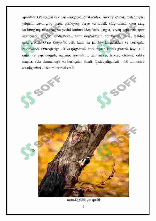 Qaraqalpiĝistonning agrolandshaftlarida tarqalgan qushlar 6