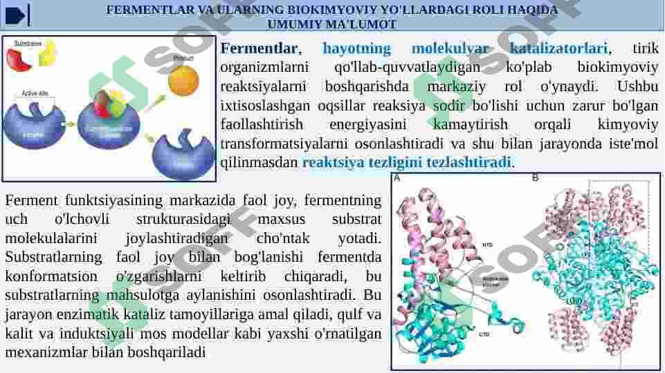 ONTOGENEZDA FERMENTLAR FAOLLIGINI BOSHQARILISHINING AHAMIYATI. NASLIY FERMENTOPATIYALAR 6