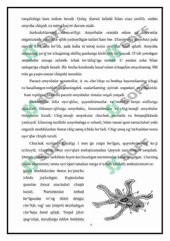 Muskul va nerv sistemasi rivojlanmagan hayvonlar 7