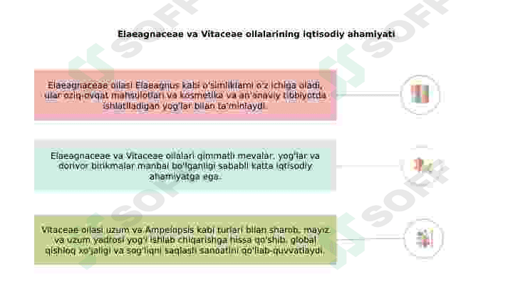 Jiydadoshlar(Elaeagnaceae) va Tokdoshlar (Vitaceae) oilalari 7