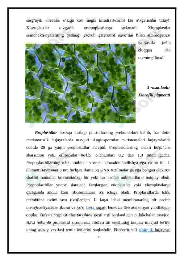 Plastida pigmentlari va ularni fotosintezdagi roli 7