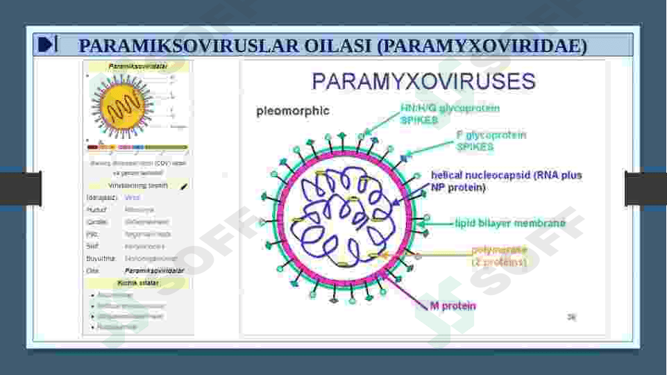 RNK SAQLOVCHI VIRUSLAR KELTIRIB CHIQARUVCHI YUQUMLI KASALLIK QO’ZG’ATUVCHILARI. ORTOMIKSOVIRUSLAR, PARAMIKSOVIRUSLAR. XARAKTERISTIKA VA LABAROTORIYA TASHXISI. 7