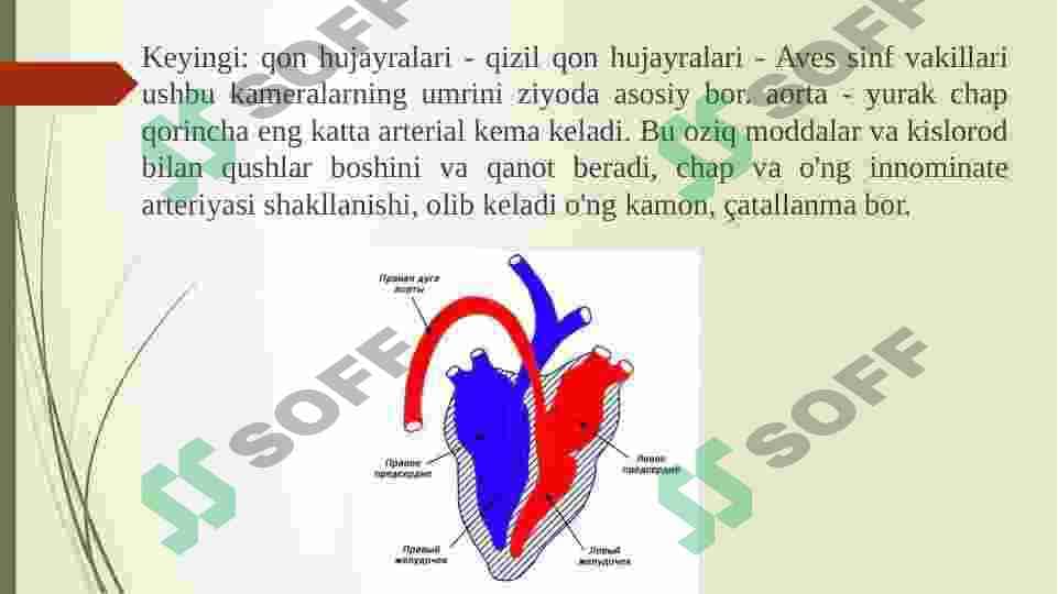 Qushlarning yurak qon tomirlari fiziologiyasi 7