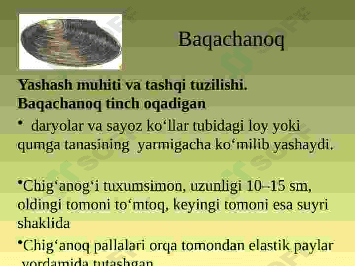MOLLYUSKALAR TIPI 7