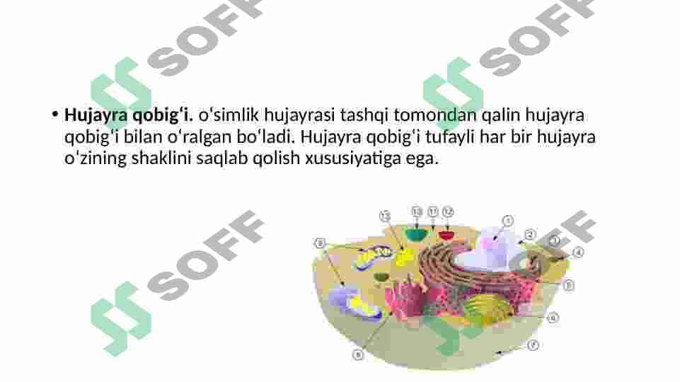 O‘simliklar hujayrasiga hos qo‘zgatishlar va ularni uzatish mexanizmlari 7