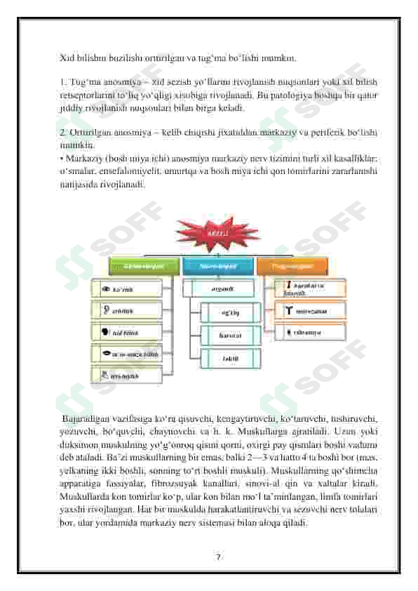 Muvozanatni saqlash muskullarning sezishi va tuyg`u organlari. 7