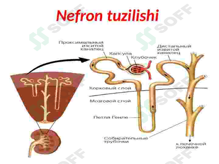Fiziologiya buyrak 2 7