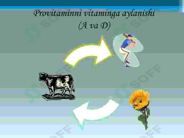 Tarkibida vitaminlar boʻlgan dorivor oʻsimliklar 7