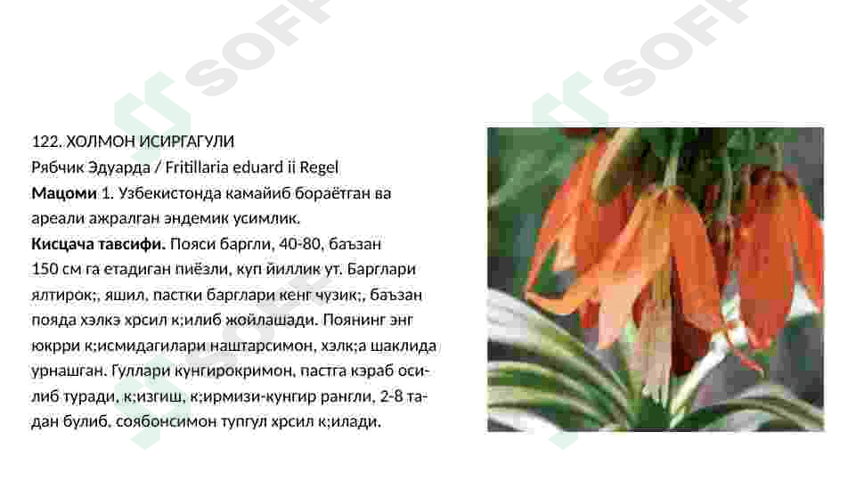 Loladoshlar oilasi 7