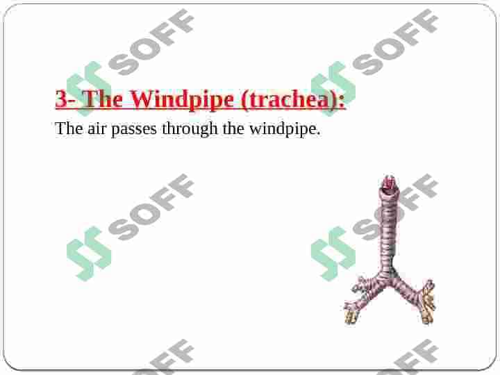Active and passive speech organs presentation 7