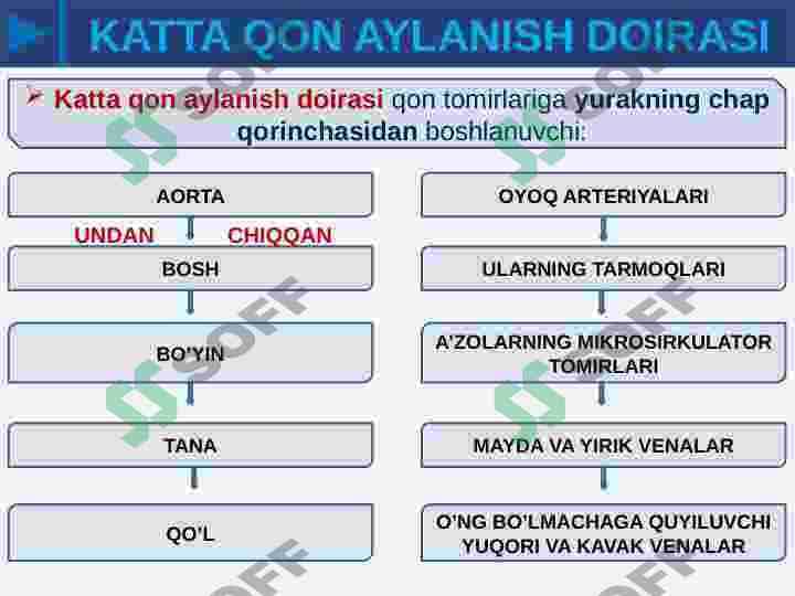 KATTA QON AYLANISH DOIRASI 7