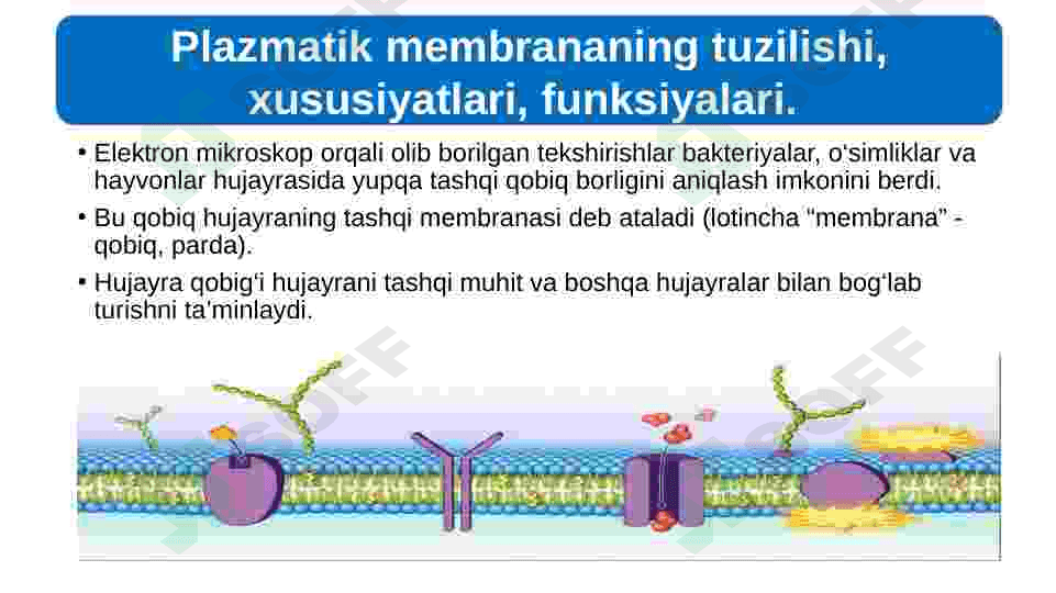 eukariot hujayra 7